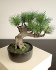 Shirabe / Artificial Modern Bonsai (M)