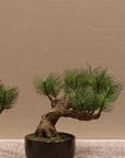 Shirabe / Artificial Modern Bonsai (M)
