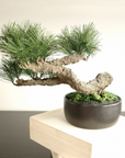 Shirabe / Artificial Modern Bonsai (L)