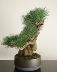 Shirabe / Artificial Modern Bonsai (LL) オンライン限定