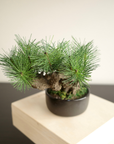 Shirabe / Artificial Modern Bonsai (M)
