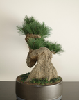 Shirabe / Artificial Modern Bonsai (LL) オンライン限定