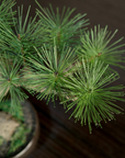 Shirabe / Artificial Modern Bonsai (S)