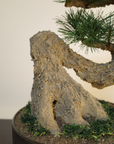 Shirabe / Artificial Modern Bonsai (LL) オンライン限定