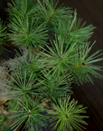 Shirabe / Artificial Modern Bonsai (M)