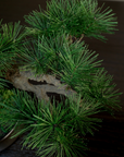 Shirabe / Artificial Modern Bonsai (L)