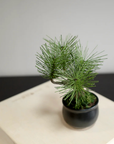 Shirabe / Artificial Modern Bonsai (Petit)
