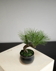 Shirabe / Artificial Modern Bonsai (Petit)