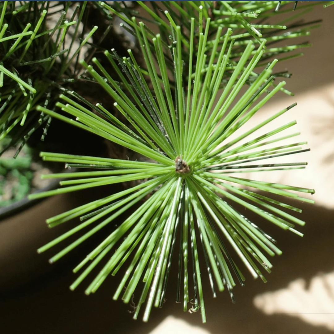 Shirabe / Artificial Modern Bonsai (LL) オンライン限定