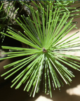 Shirabe / Artificial Modern Bonsai (LL) オンライン限定