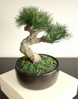 Shirabe / Artificial Modern Bonsai (L)
