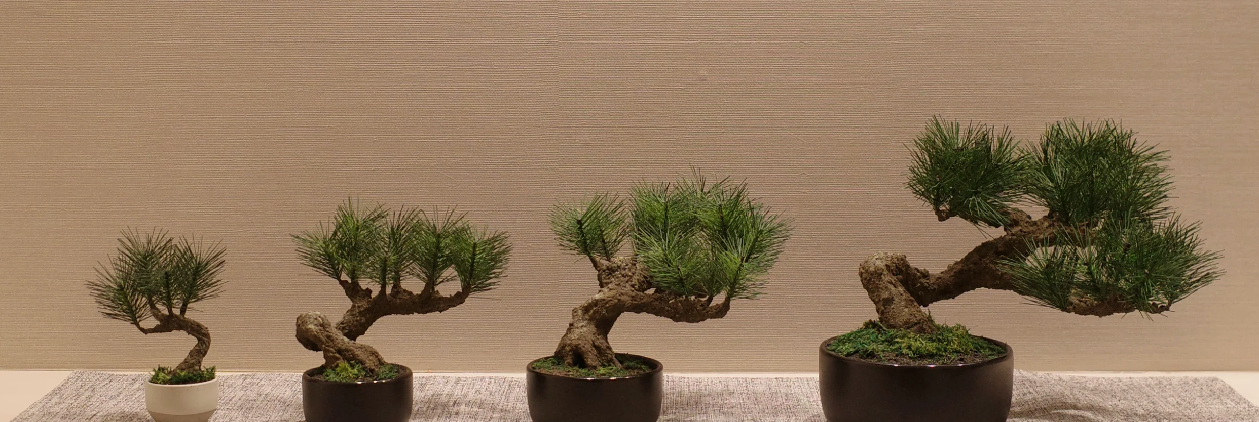 Shirabe / Artificial Modern Bonsai  (M)
