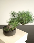 Shirabe / Artificial Modern Bonsai  (M)