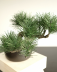 Shirabe / Artificial Modern Bonsai (L)