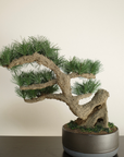 Shirabe / Artificial Modern Bonsai (LL) オンライン限定