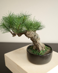 Shirabe / Artificial Modern Bonsai  (M)