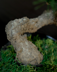 Shirabe / Artificial Modern Bonsai (L)
