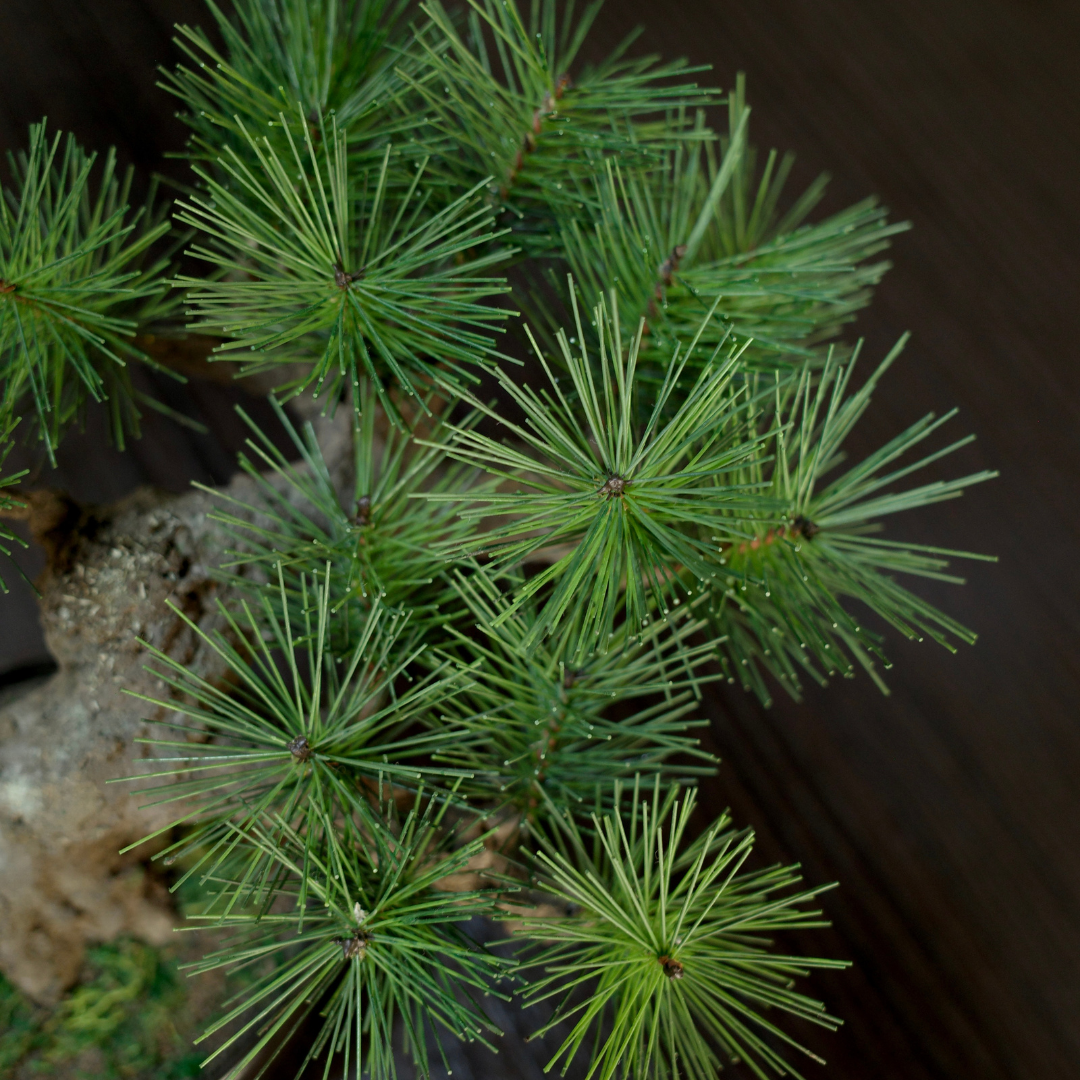 Shirabe / Artificial Modern Bonsai  (M)