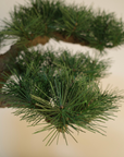 Shirabe / Artificial Modern Bonsai (LL) オンライン限定