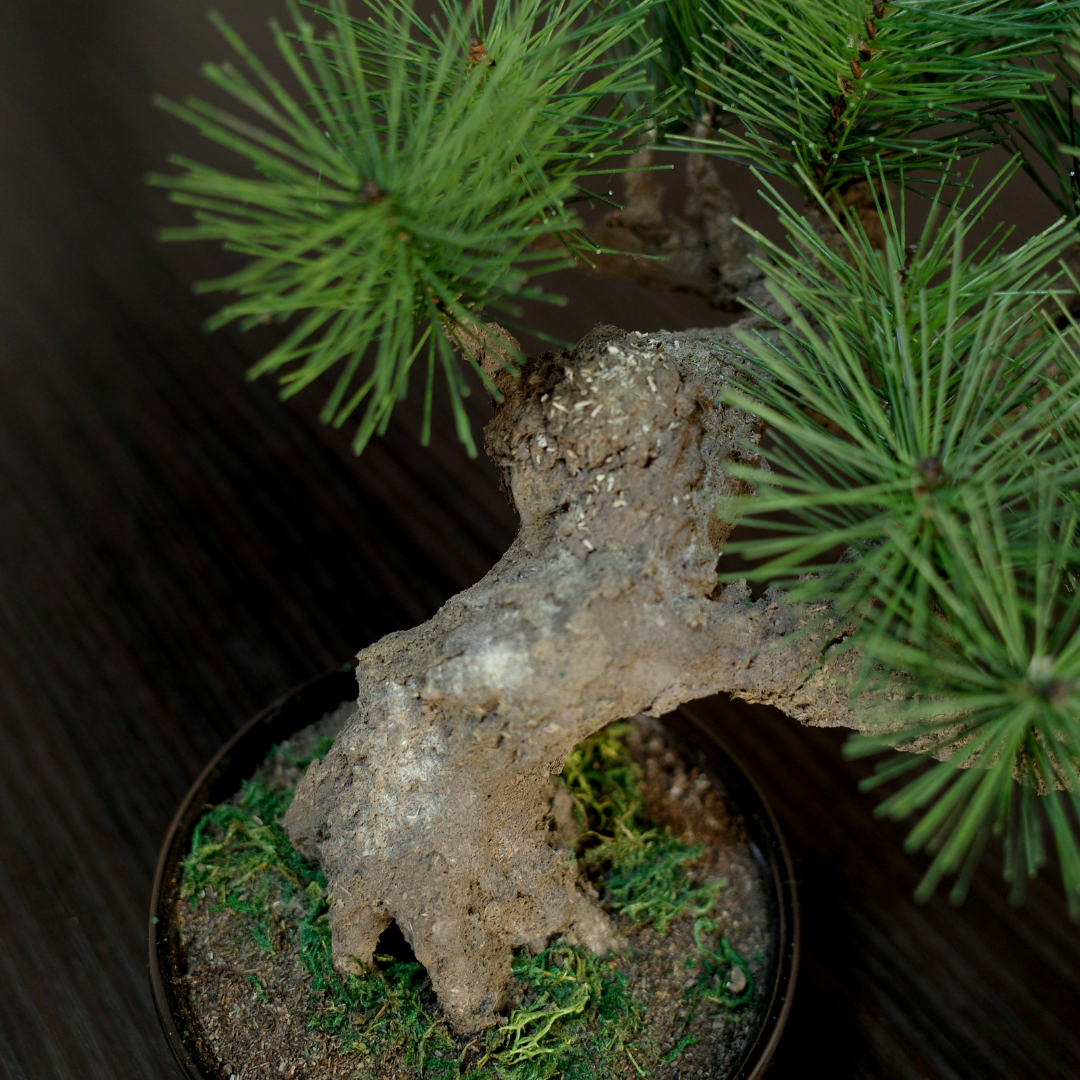 Shirabe / Artificial Modern Bonsai  (M)