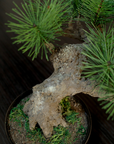 Shirabe / Artificial Modern Bonsai  (M)