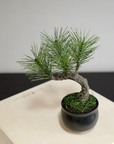 Shirabe / Artificial Modern Bonsai  (Petit)