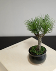 Shirabe / Artificial Modern Bonsai  (Petit)